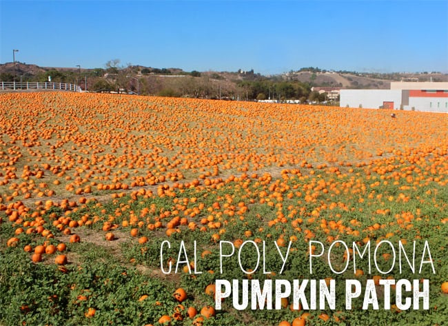 Cal Poly Pomona Pumpkin Patch 2014