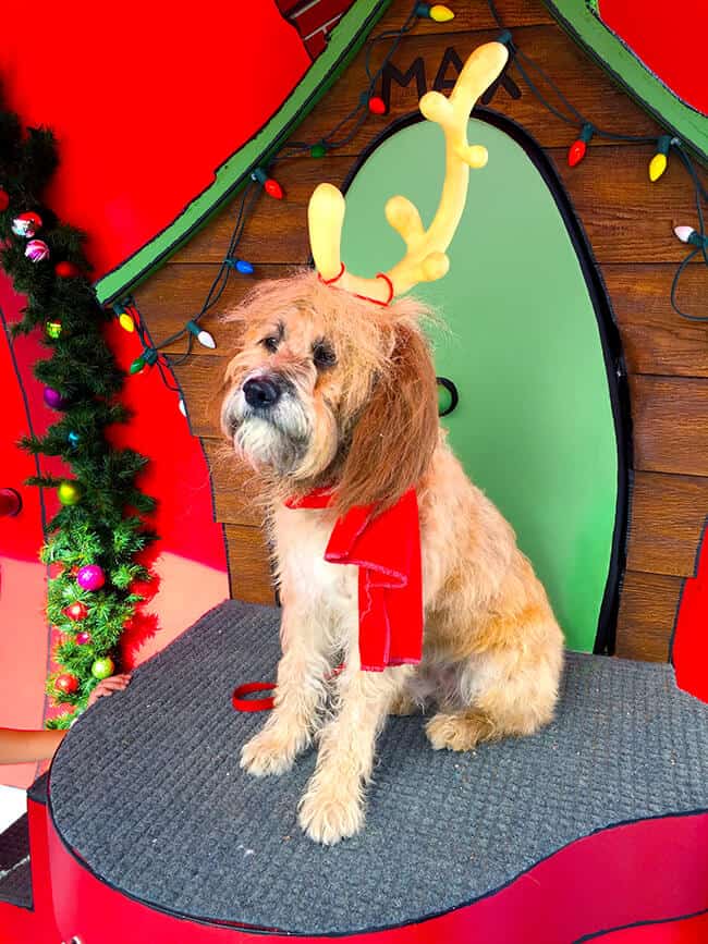 stuffed max dog from the grinch