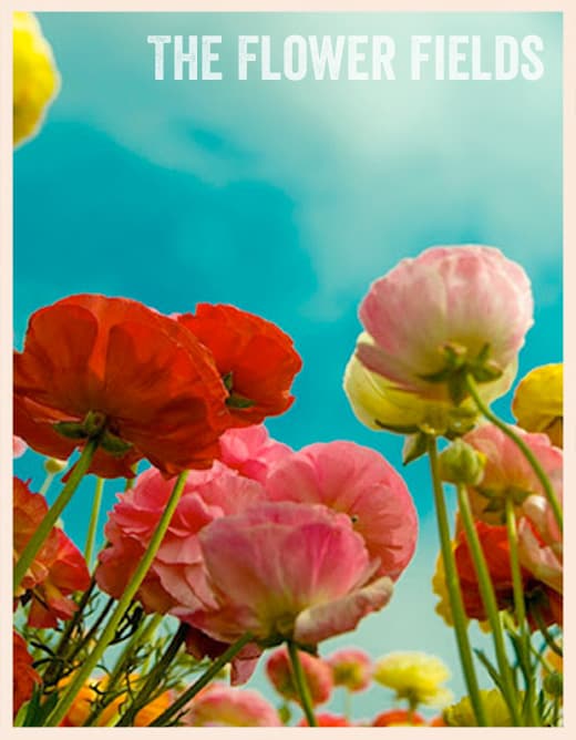 Flower field carlsbad coupon