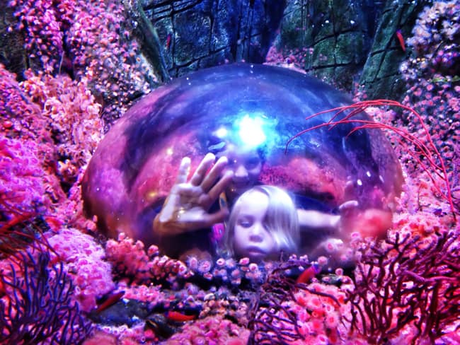 sea-life-aquarium-coral