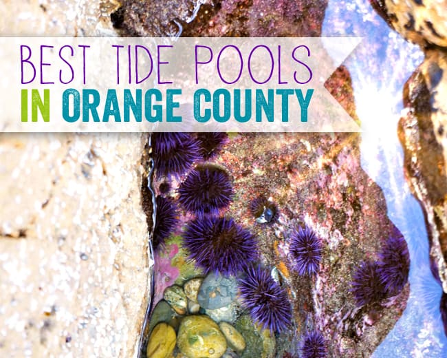 Best Tide Pools in Orange County