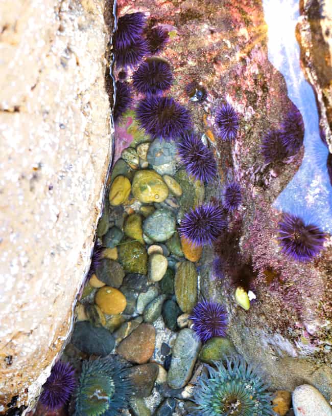 orange-county-tide-pools