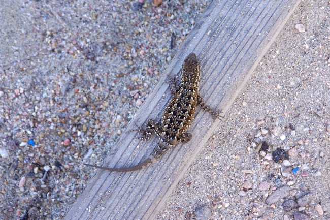 del-mar-beach-trail-lizard