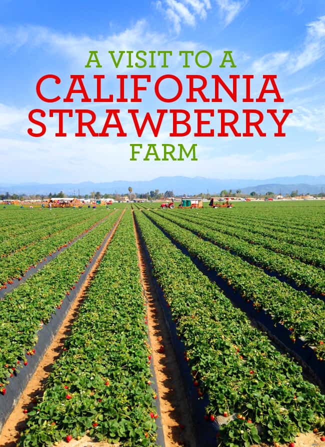 strawberry field tours