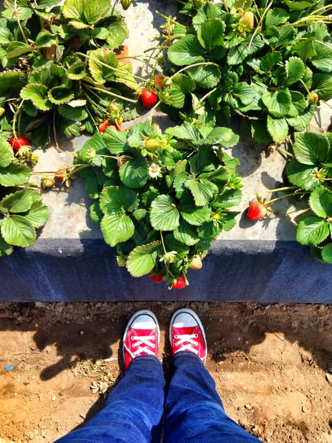 strawberry-converse-shoes