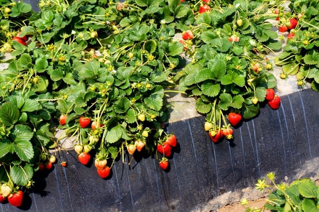 strawberry-field-irrigation
