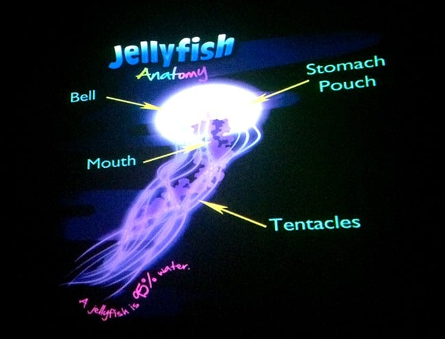 carlsbad-jellyfish-exhibit