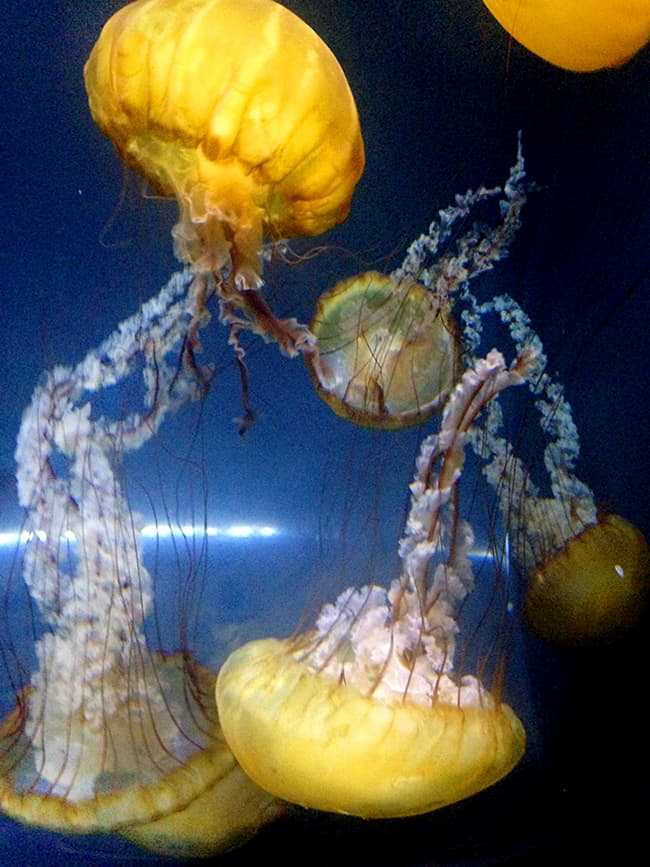 legoland-sealife-jellyfish