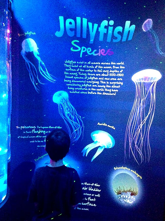 sealife-jelly-fish-aquarium