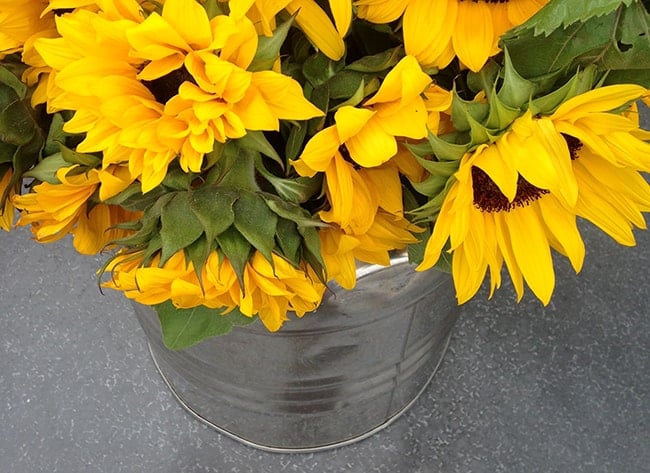 sunflowers-mendocino-farms