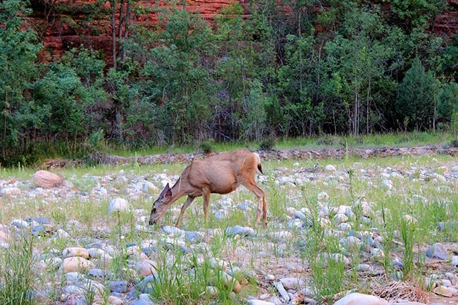 zion-national-park-animals