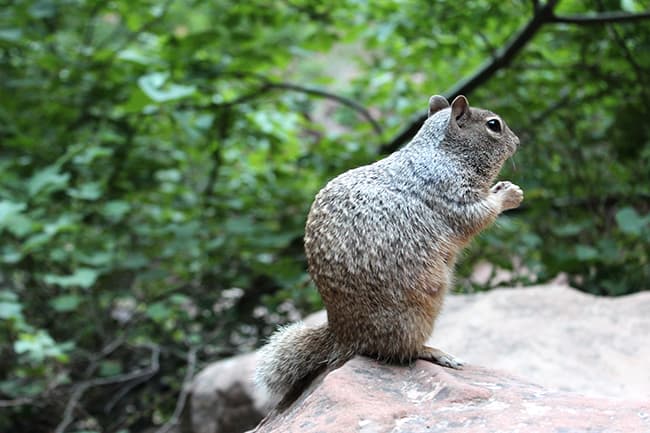 zion-national-park-squirrel