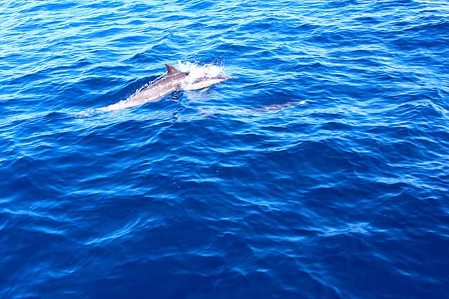 dana-point-california-dolphins