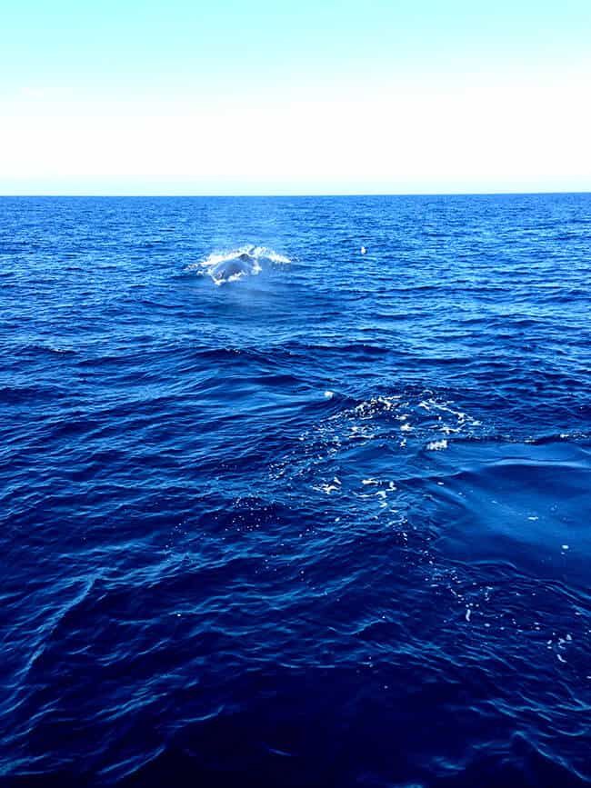 dana-point-grey-whale