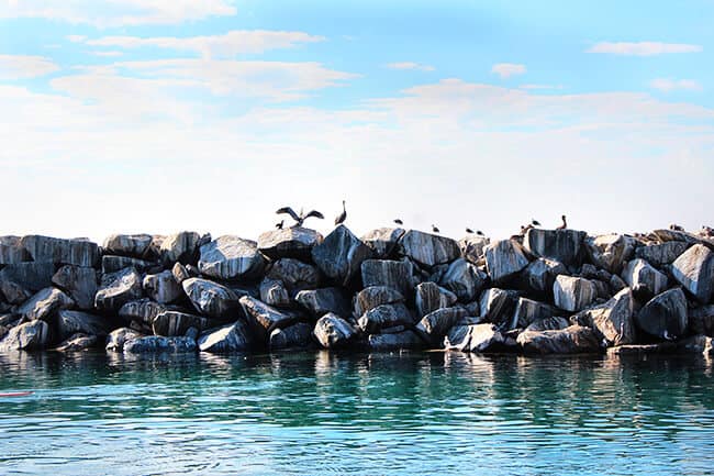 dana-point-seagulls