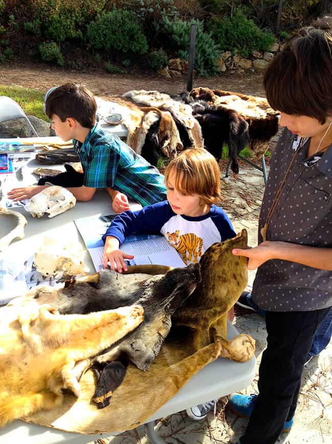 Carmel Point Lobos Animals