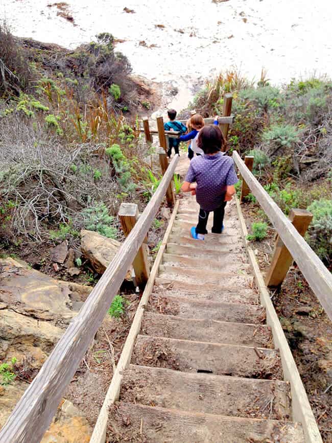 Point-Lobos-Gibson-Beach-Bird-Island