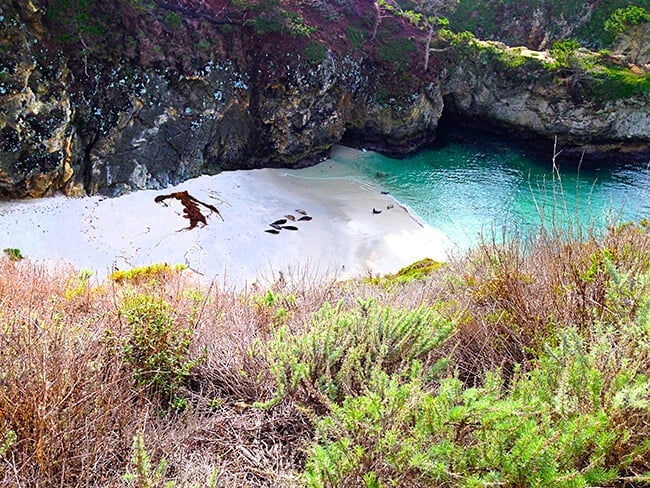 Point Lobos State Park Seals
