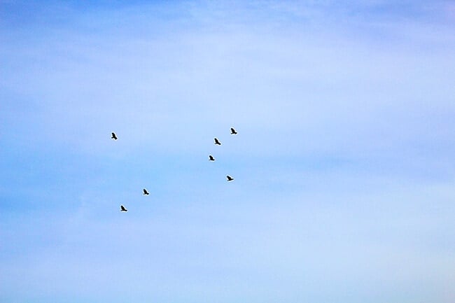 Anaheim Hills California Hawks