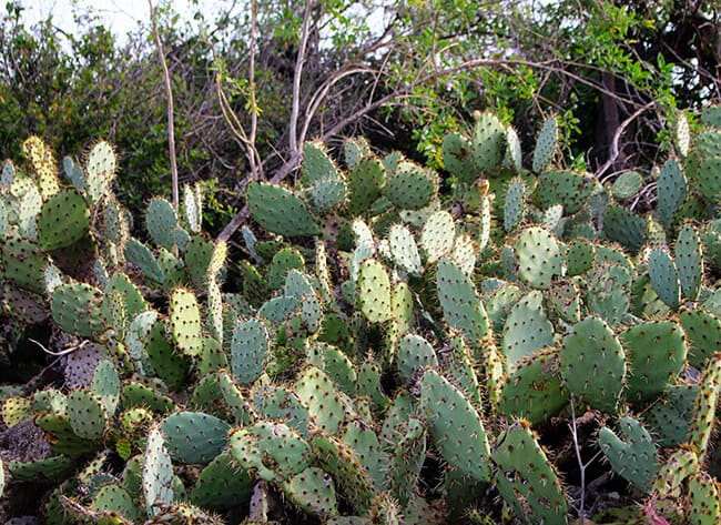 Anaheim Hills California Hiking Trails Cactus