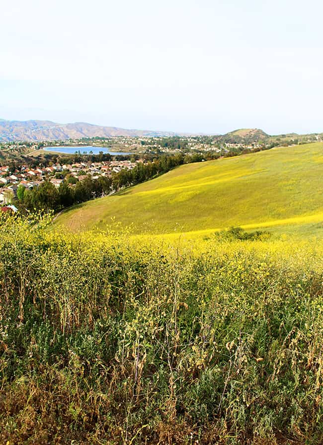 Anaheim Hills California Hiking Trails Mustard Weed