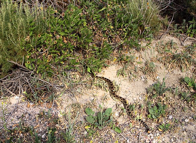 Anaheim Hills California Hiking Trails Rattlesnake