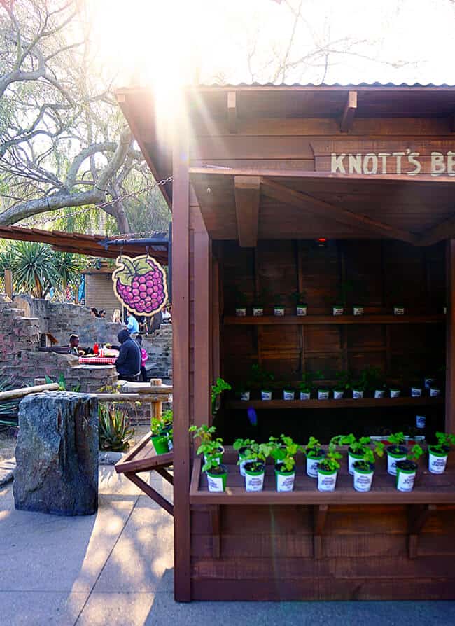 Knott's Berry Bloom Festival