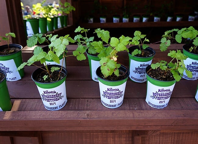 Knott's Berry Bloom_Boysenberry Plant