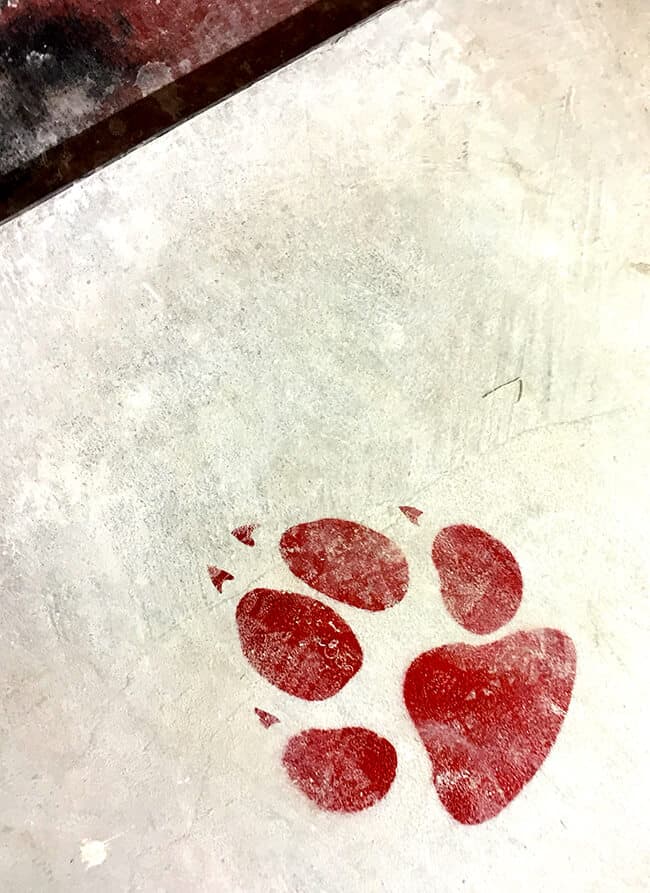 Great Wolf Lodge Bear Print