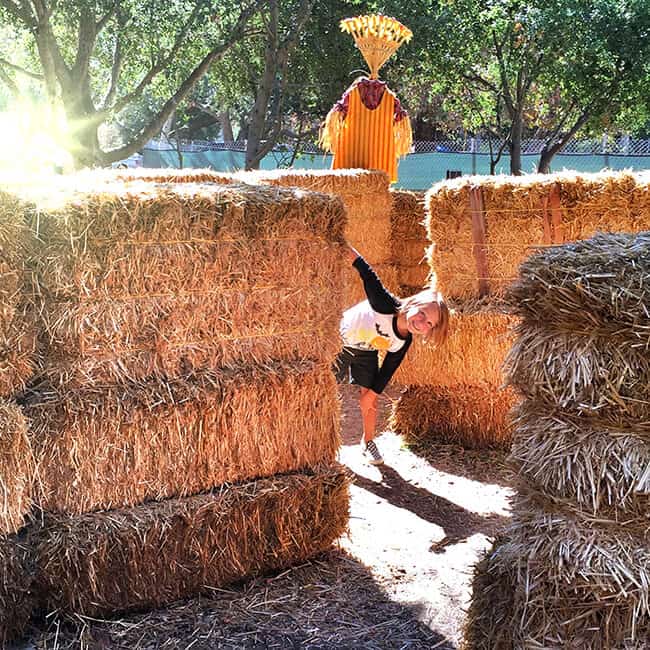 Irvine Park Hay maze