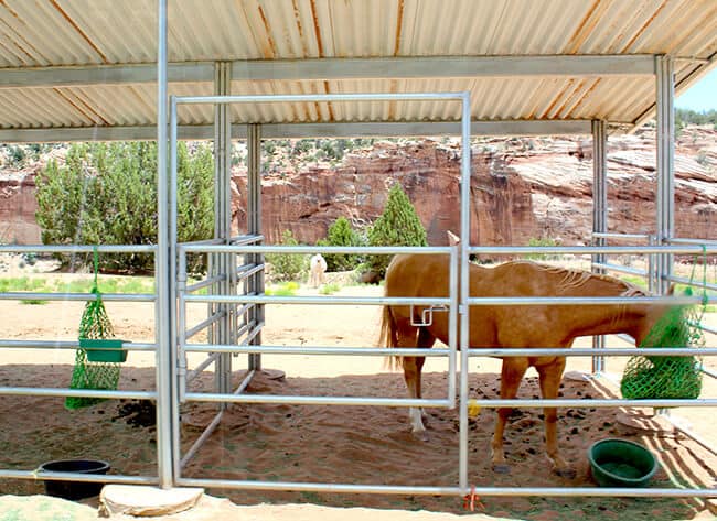 Best Friends Animal Shelter Horses