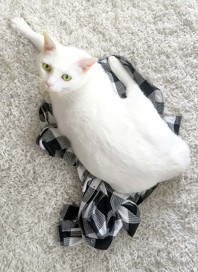 Beautiful White Cat on a White Rug