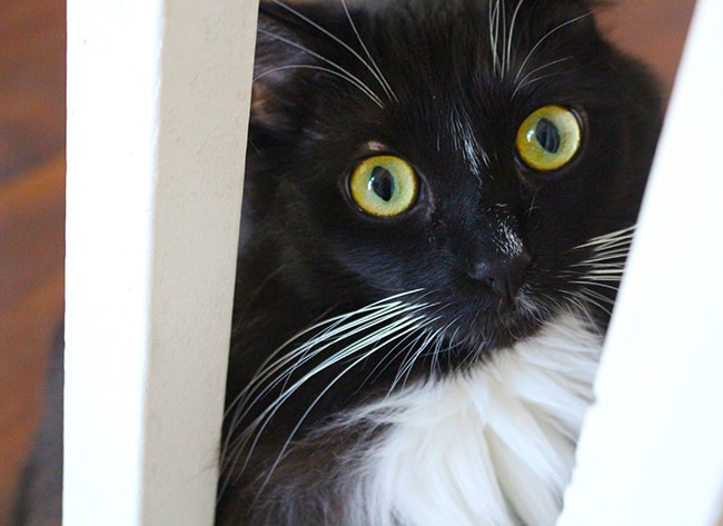 Cat Peeking Through the Stairs