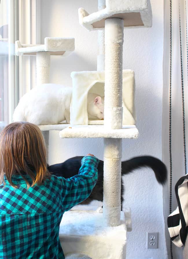 Cat Playing on a Cat Tree