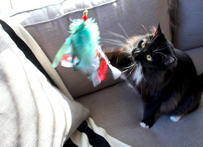 Cat Playing with a Toy