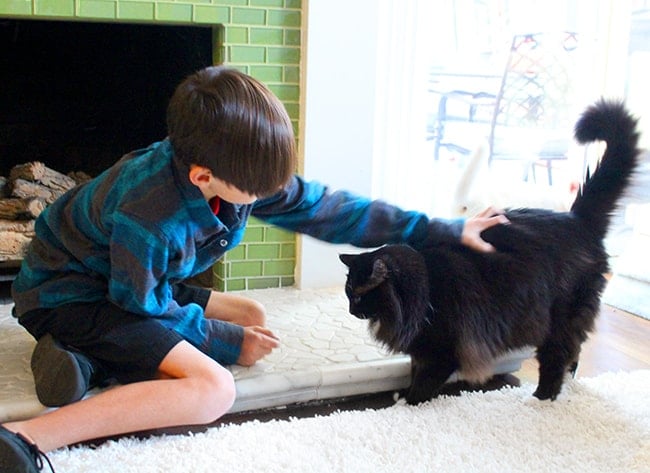 Cute Boy Petting a Cute Cate