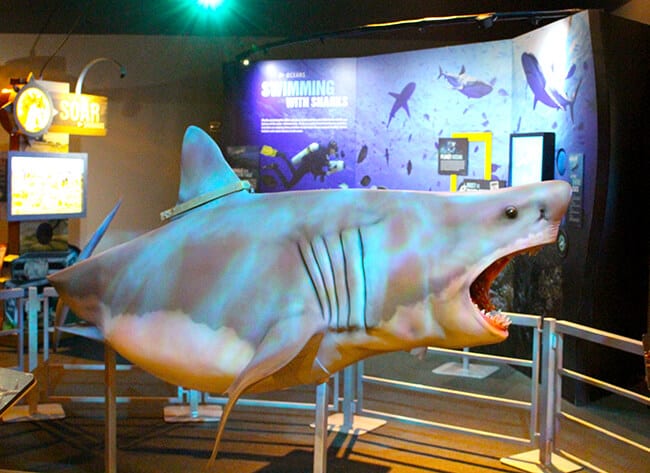 Discovery Cube National Geographic Shark