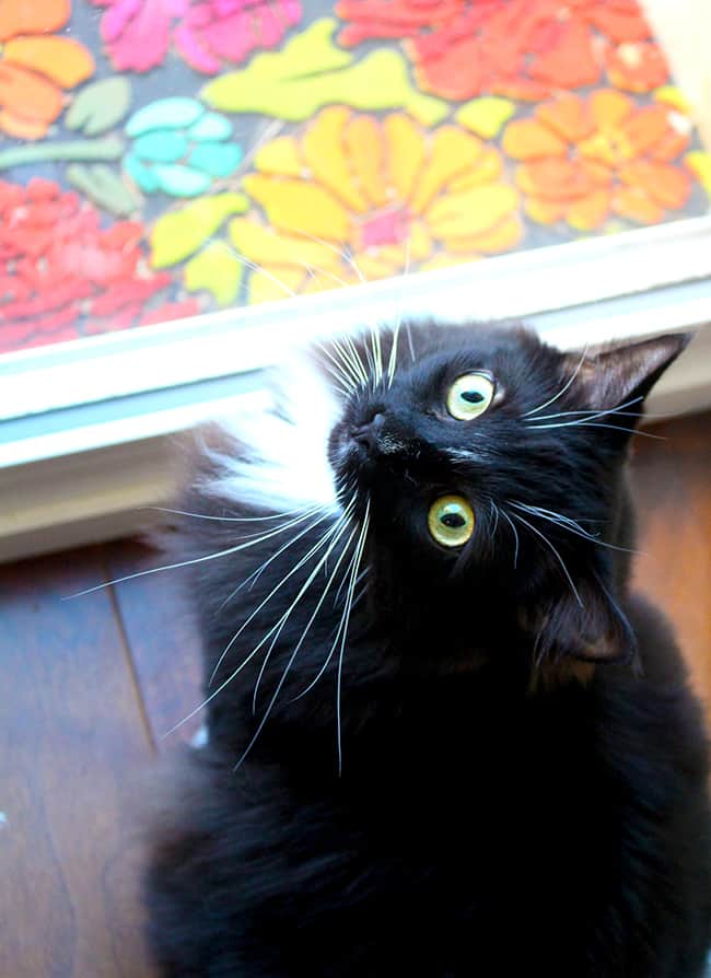 Pretty Cat with Floral Rug