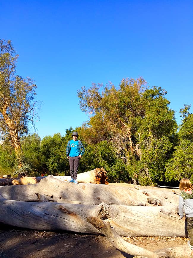 Santiago Creek Park Trees