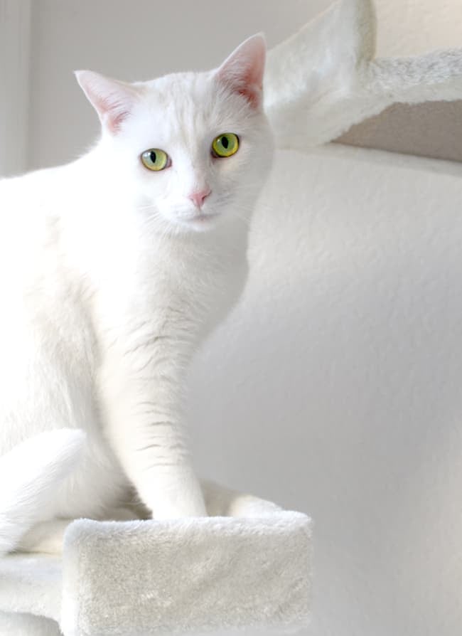 White Cat