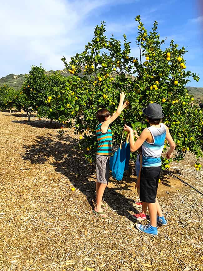 Family Fun Picking Oranges