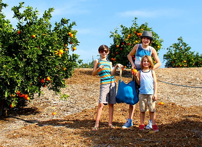 Farm Fresh Oranges in Orange County