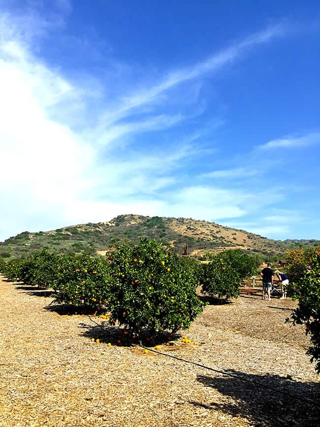 Irvine Ranch Orange Grove