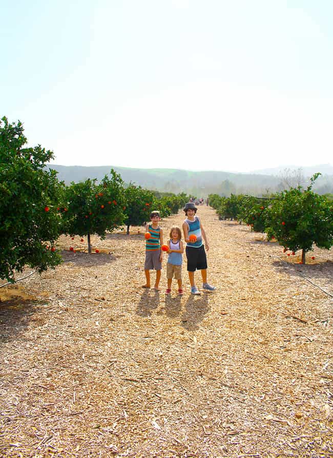 Jill Parkin Blog in Orange County