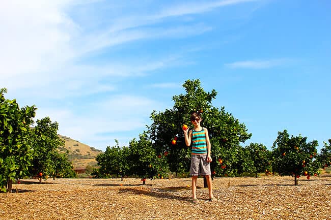 Kyle Parkin in an Orange Grove