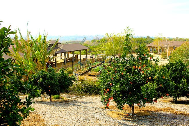 Landscape or IROEC Orange Grove