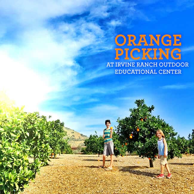 ORange Picking at Irvine Ranch Outdoor Educational Center