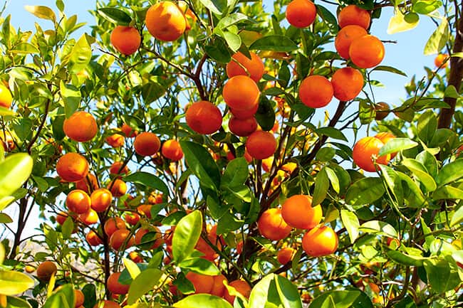 Orange County Orange Groves