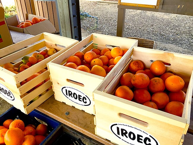 Orange Crates at IROEC