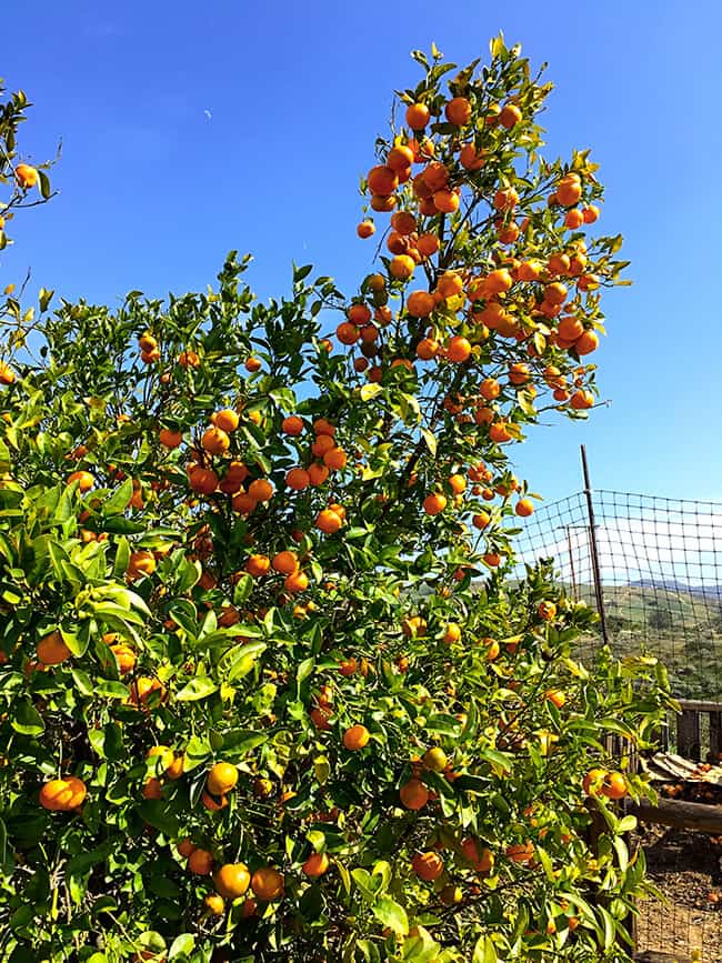 Orange Trees